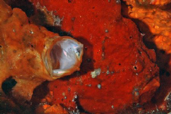 Male (relaxing) and Female Frogfish,  Nikon D80, 60mm by Carl Matisse 